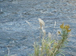 P1020607.JPG